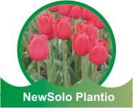 NewSolo Plantio